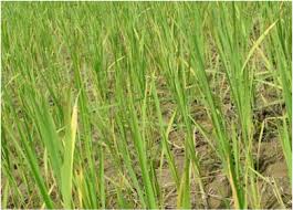 Nutrient Management Practices for Good Rice Yields: Nitrogen